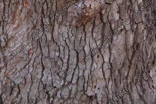 photo texture of tree bark